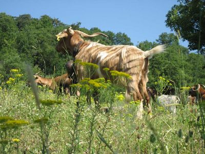 Γκεσέμι περιβολιώτικου κοπαδιού στην τοποθεσία "Λα κουπάνιϊ"