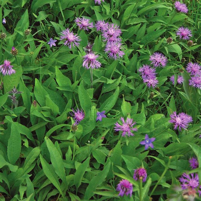 Centaurea vlachorum (photo L. Shuka)