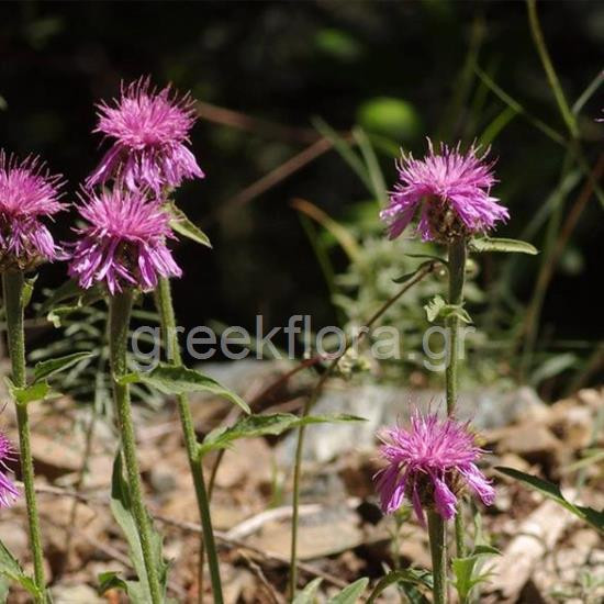 Centaurea vlachorum, photo: Ζήσης Αντωνόπουλος, πηγή: greekflora.gr