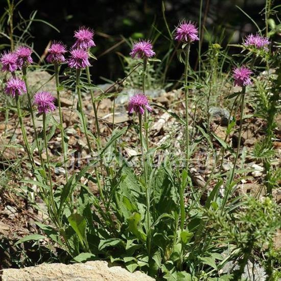 Centaurea vlachorum, photo: Ζήσης Αντωνόπουλος, πηγή: greekflora.gr