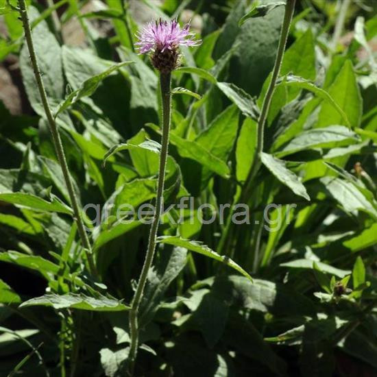 Centaurea vlachorum, photo: Ζήσης Αντωνόπουλος, πηγή: greekflora.gr