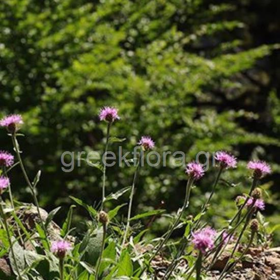 Centaurea vlachorum, photo: Ζήσης Αντωνόπουλος, πηγή: greekflora.gr