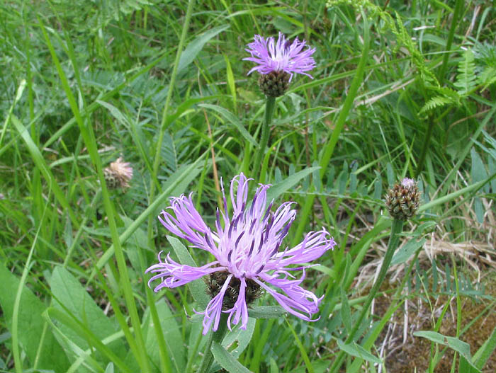 Centaurea vlachorum, photo: www.ntua.gr