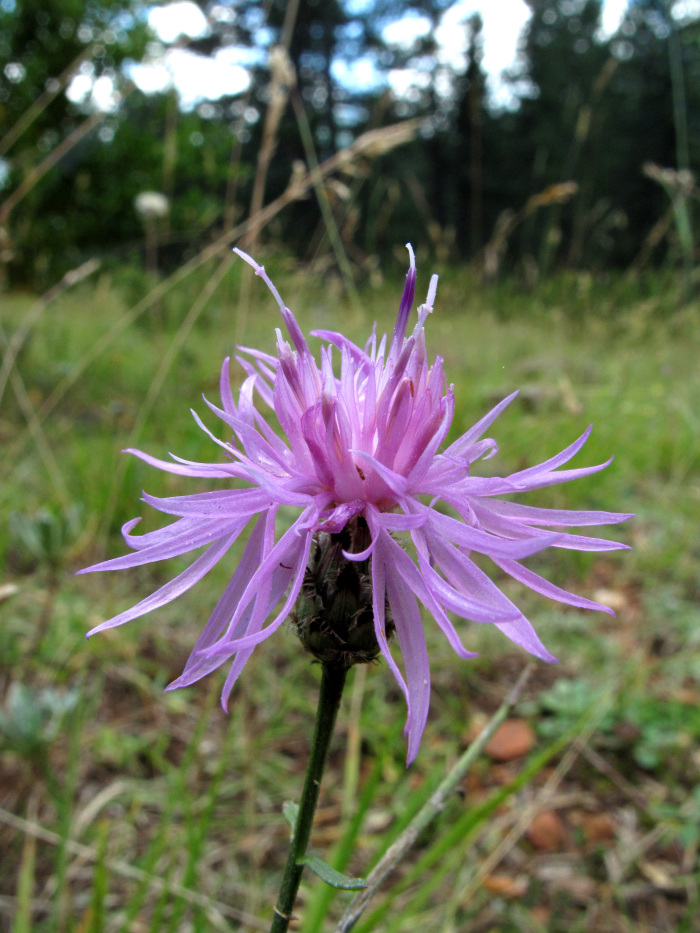 Centaurea vlachorum, photo: pinchofadventure.wordpress.com