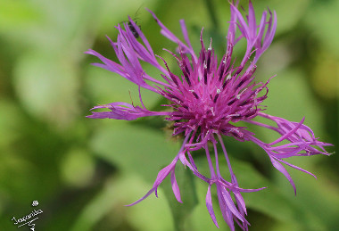 Centaurea vlachorum, photo: japanita