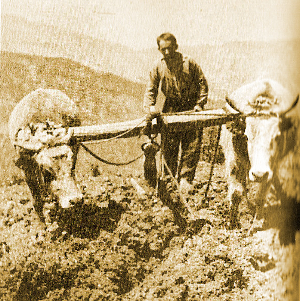Βλάχος γεωργός στις αρχές του 20ού αιώνα