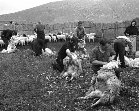 Κούρεμα προβάτων Γκιούλμπερη Λάρισας 1960